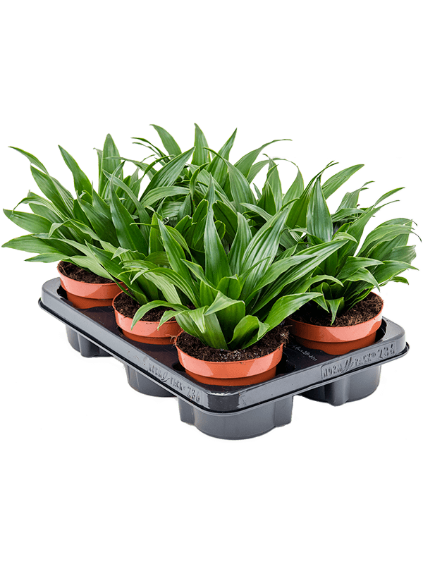 Драцена Fragrans 'Compacta' 6/tray  H25×W15 D12×10 см 