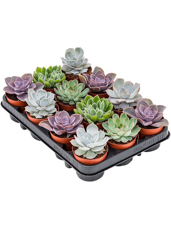 Эхеверия Mix 12/tray  H15×W12 D9×8 см 