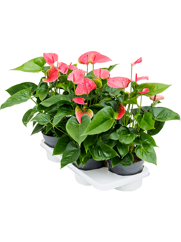 Антуриум Андрея 'Maine' 4/tray  H65×W35 D17×14 см 