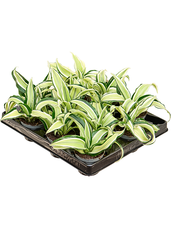Драцена Fragrans 'Malaika' 12/tray  H12×W12 D6×5 см 