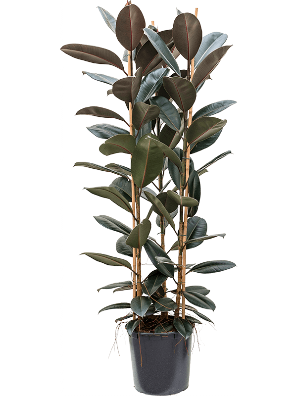 Фикус Elastica 'Abidjan'  H170×W70 D34×30 см 