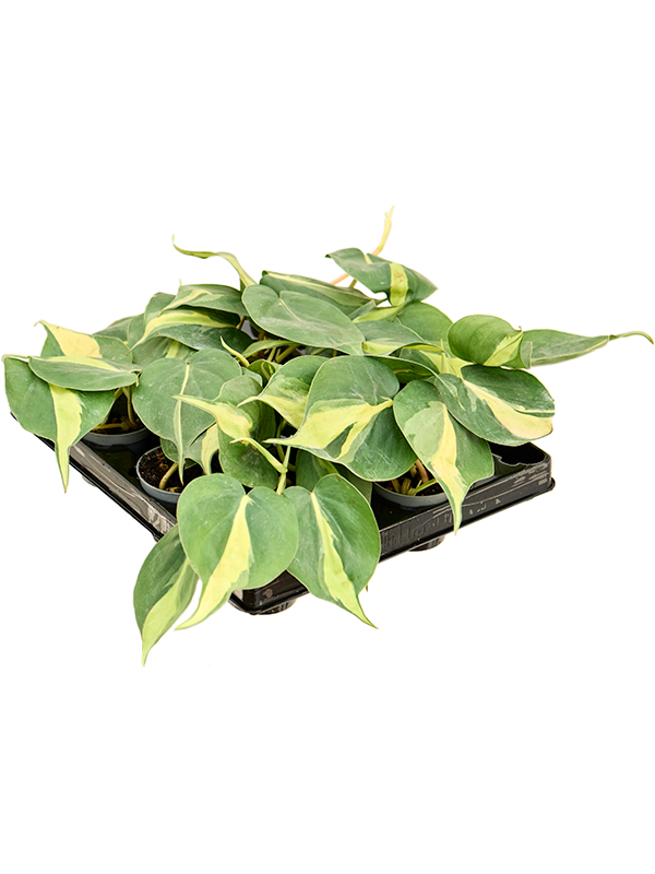 Филодендрон Scandens 'Brasil' 12/tray  H12×W10 D6×5 см 