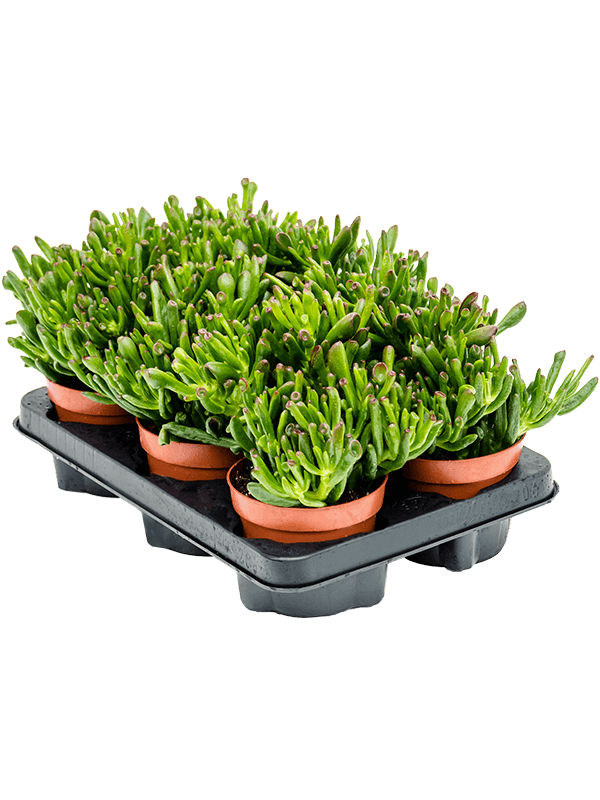 Крассула Яйцевидный 'Horn Tree' 6/tray  H20×W15 D12×9 см 