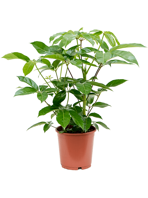 Шеффлера Actinophylla 'Amate'  H90×W50 D24×23 см 