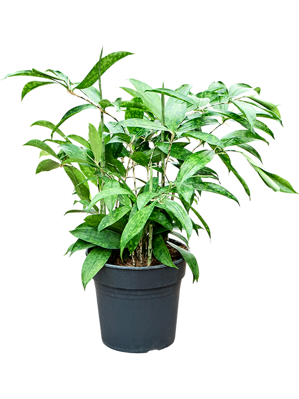 Драцена Surculosa  H70×W40 D21×20 см 