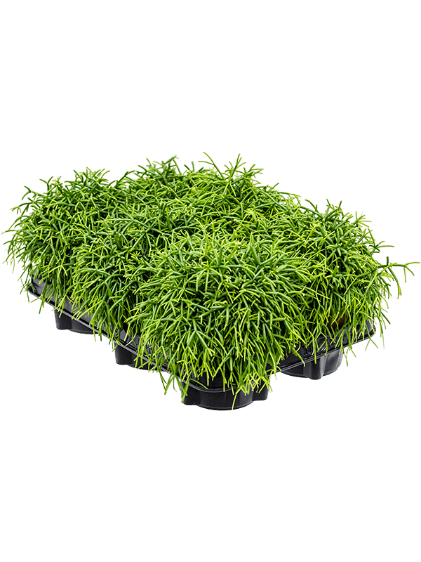 Рипсалис Baccifera 'Oasis' 6/tray  H20×W20 D12×11 см 