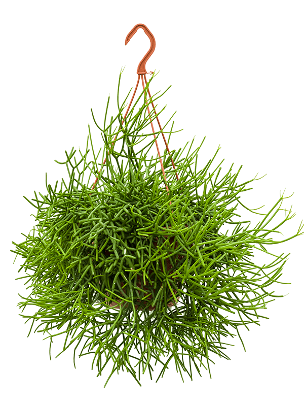 Рипсалис Heteroclada  H55×W50 D21×15 см 