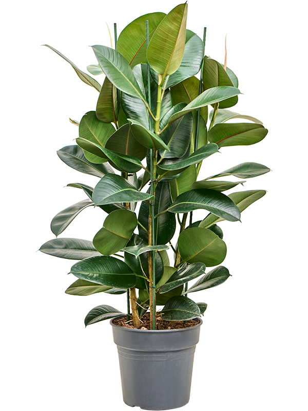 Фикус Elastica 'Robusta'  H120×W70 D30×27 см 