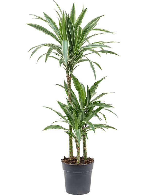 Драцена Деременсис 'Warneckei'  H100×W35 D21×20 см 