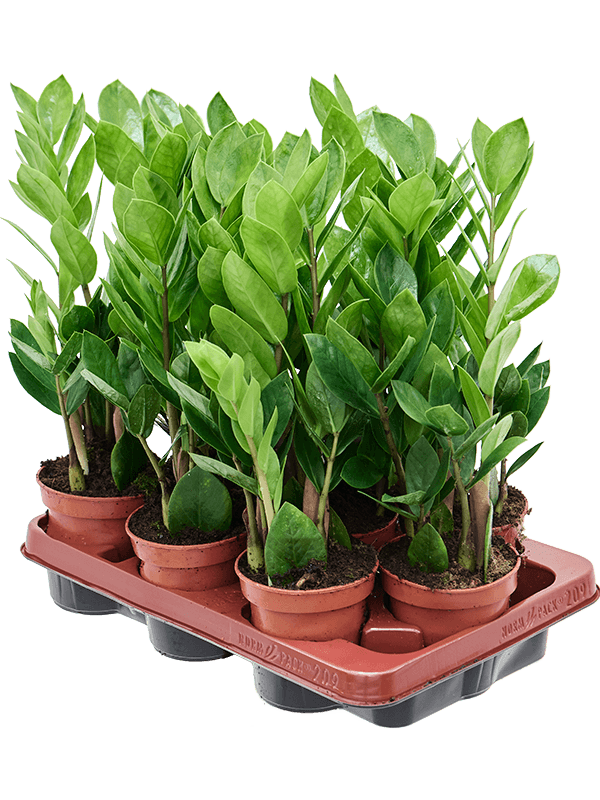 Замиокулькас Замиевиднолистный 9/tray  H30×W15 D11×9 см 
