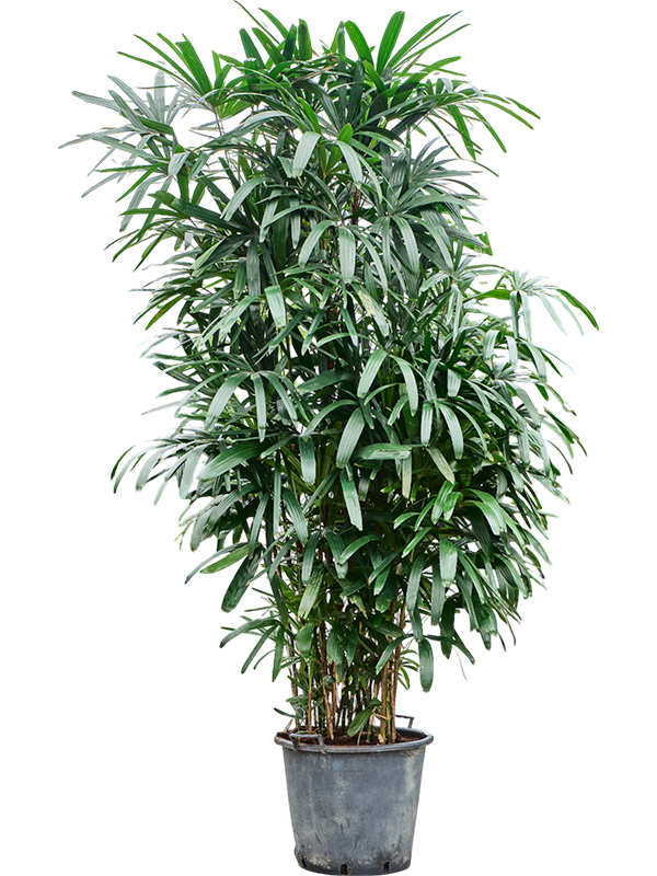 Рапис Excelsa  H290×W80 D50×41 см 