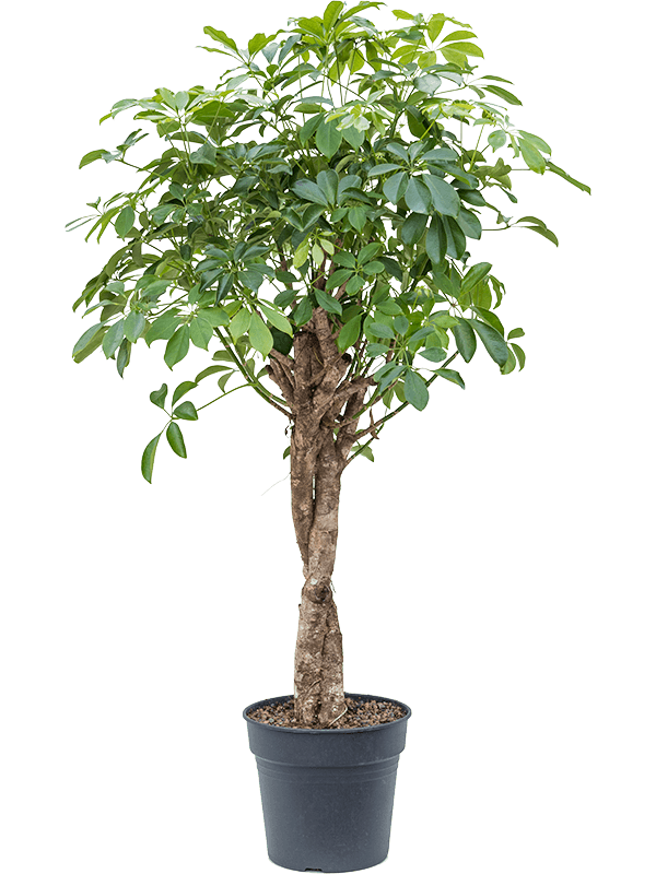 Шеффлера Arboricola 'Compacta'  H140×W70 D30×27 см 