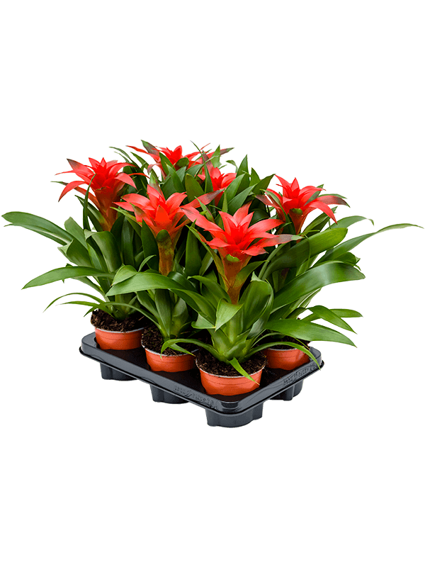 Гузмания 'Calypso' 6/tray  H45×W25 D12×11 см 