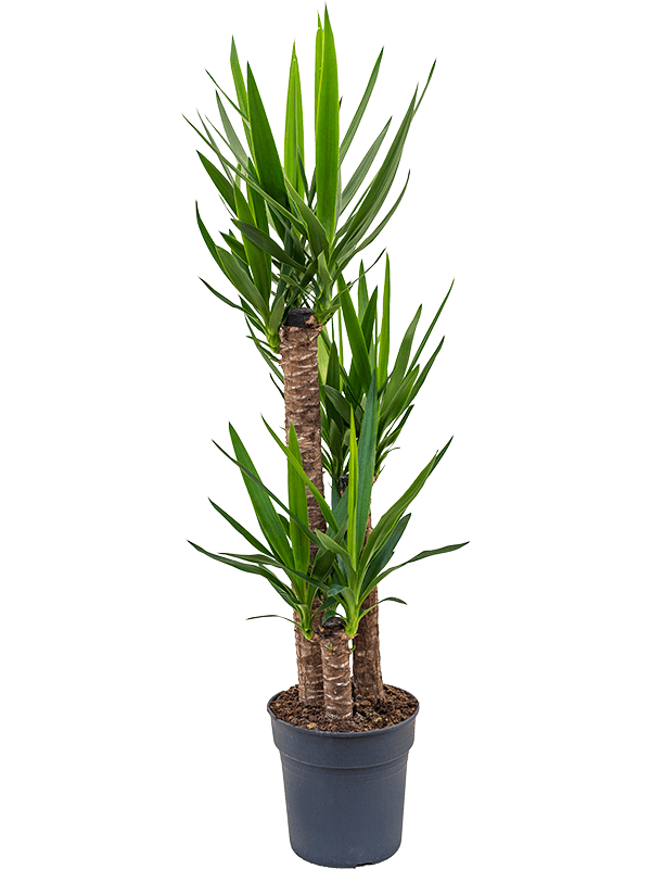 Юкка Elephantipes  H140×W60 D27×25 см 