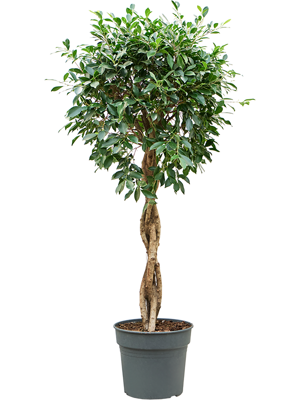 Фикус Мелкоплодный ‘Nitida’  H160×W55 D38×32 см 