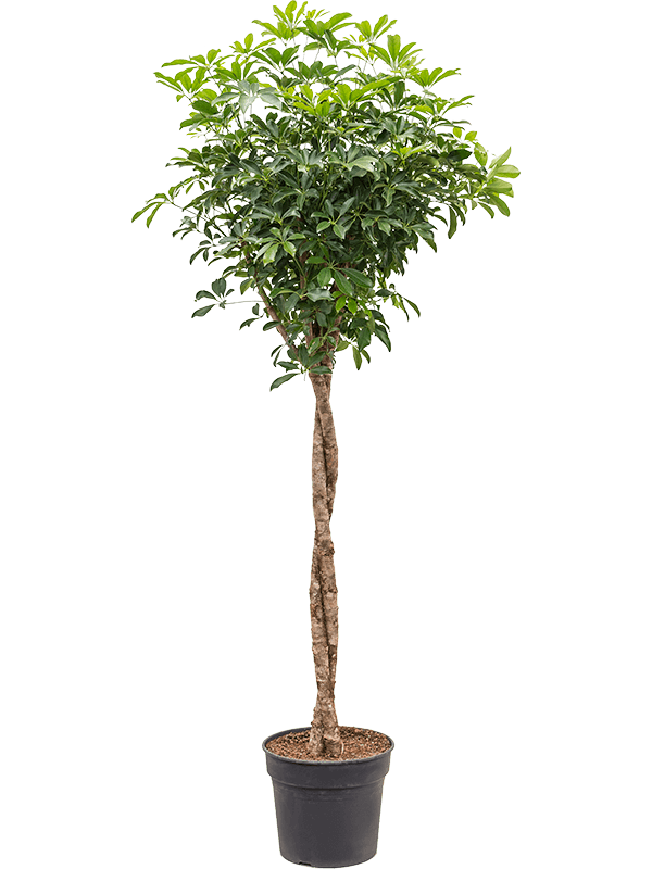 Шеффлера Arboricola 'Compacta'  H190×W80 D38×32 см 