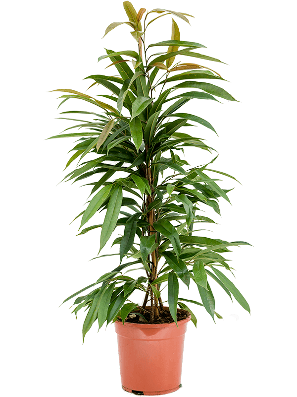 Фикус Биннендейка 'Amstel King'  H90×W40 D21×19 см 