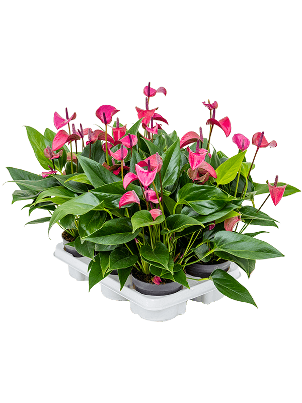 Антуриум Андрея 'Cirano' 6/tray  H40×W30 D12×10 см 