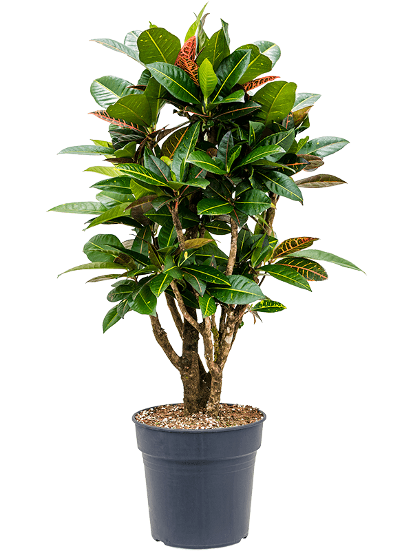 Кротон Пёстролистный Кодиеум 'Petra' 90-110  H110×W50 D27×25 см 