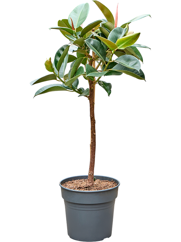 Фикус Elastica 'Robusta'  H130×W70 D30×27 см 