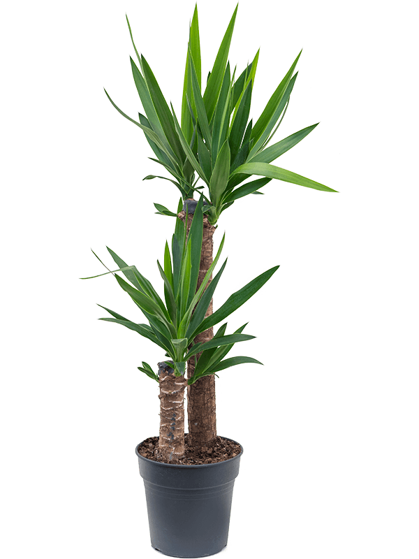 Юкка Elephantipes  H95×W45 D21×20 см 