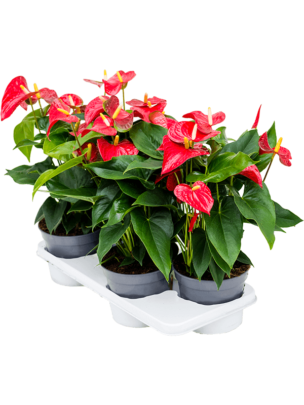 Антуриум Андрея 'Sierra'4/tray  H55×W35 D17×14 см 