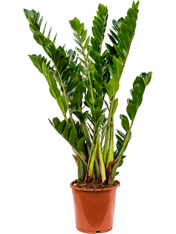 Замиокулькас Замиевиднолистный  H80×W45 D21×19 см 