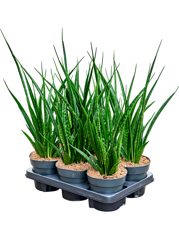 Сансевиерия Киркии 'Friends' 6/tray  H50×W30 D14×12 см 