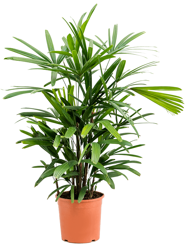 Рапис Excelsa 80-100  H90×W35 D21×18 см 