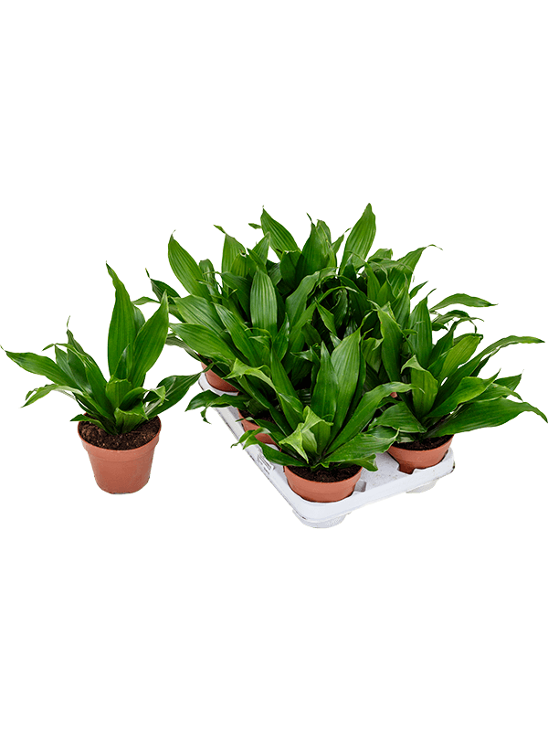Драцена Fragrans Грин ' Jewel' 8/tray  H27×W25 D12×10 см 