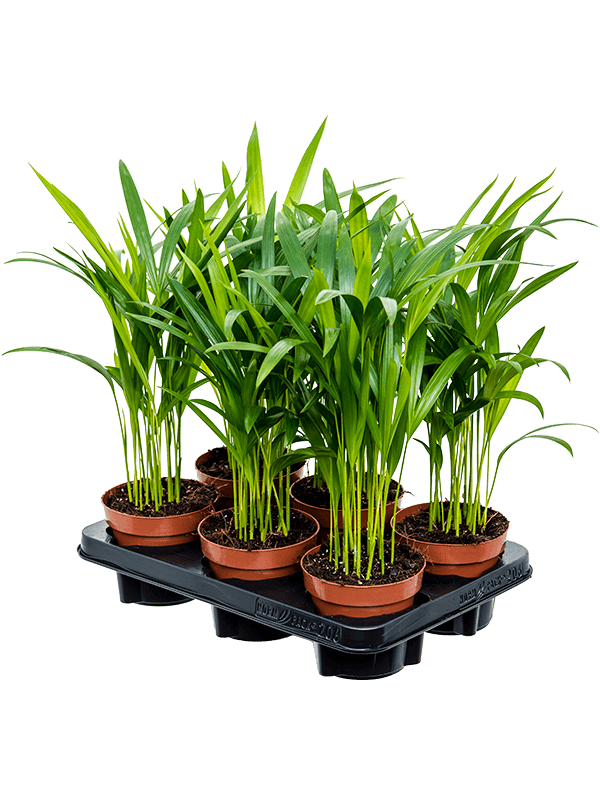 Дипсис Арекa Желтоватый 6/tray  H45×W25 D12×10 см 