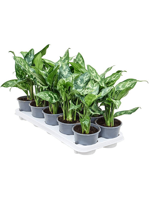 Аглаонема 'Maria' 10/tray  H25×W20 D12 см 