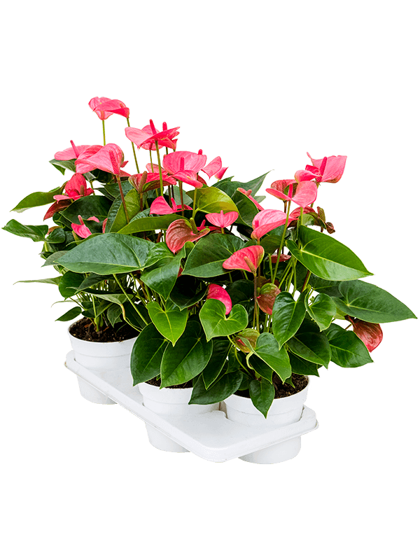 Антуриум Андрея 'Pink Champion' 4/tray  H55×W35 D17×14 см 