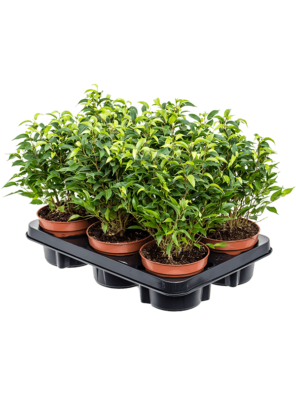 Фикус Бенжамина 'Natasja' 6/tray  H30×W20 D12×10 см 