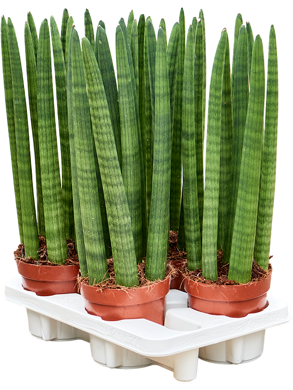 Сансевиерия Cylindrica 'Straight' 4/tray  H50×W20 D14×11 см 