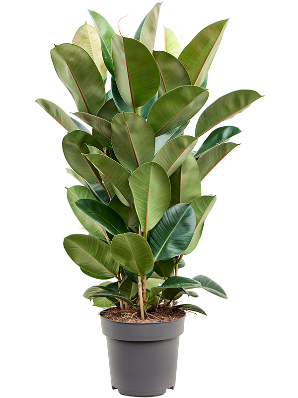 Фикус Elastica 'Robusta'  H85×W60 D27×25 см 