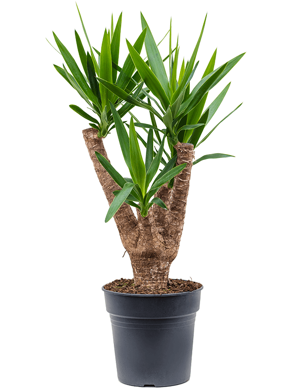 Юкка Elephantipes  H90×W40 D24×23 см 