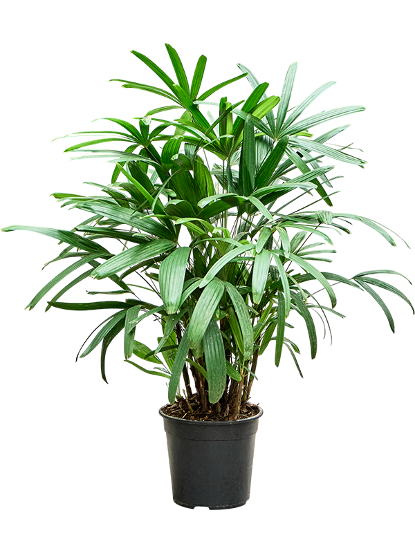Рапис Excelsa  H100×W60 D24×23 см 
