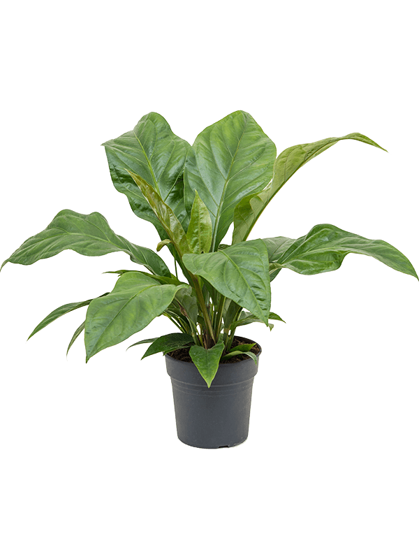 Антуриум Эллиптический 'Jungle Bush'  H50×W50 D21×20 см 