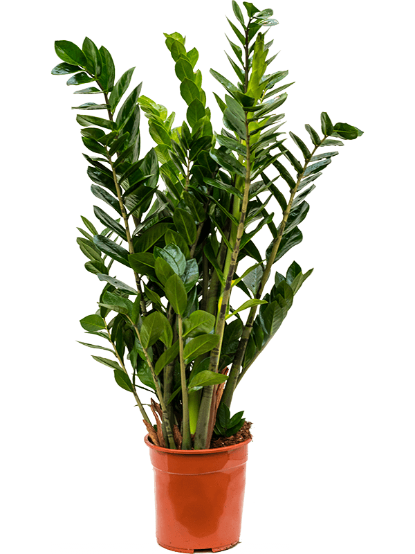 Замиокулькас Замиевиднолистный  H90×W50 D24×23 см 