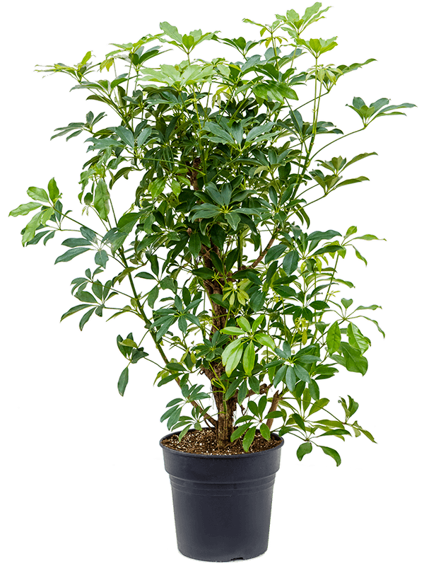 Шеффлера Arboricola 'Compacta'  H110×W70 D30×27 см 