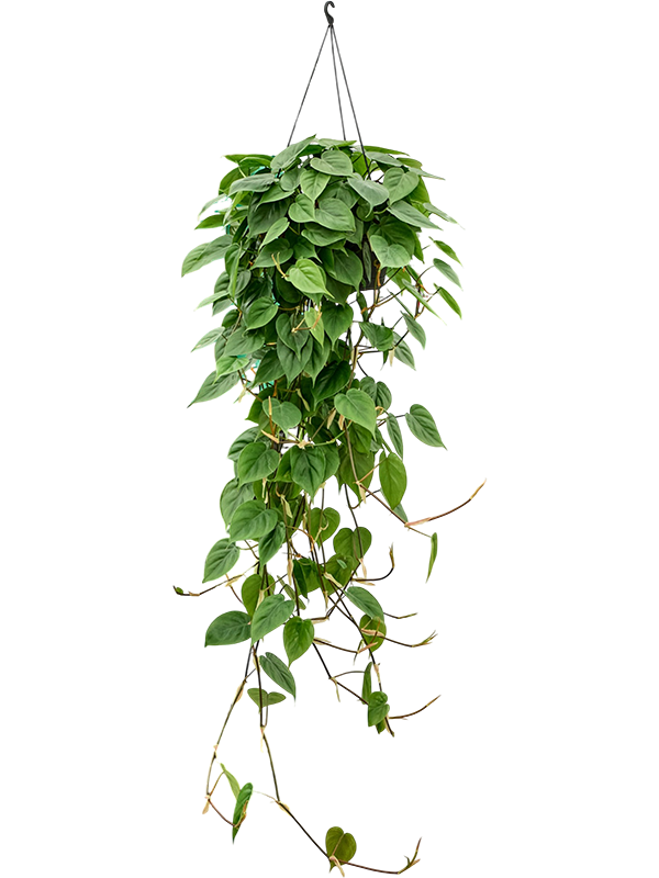 Филодендрон Scandens 50-60  H80×W40 D28×17 см 