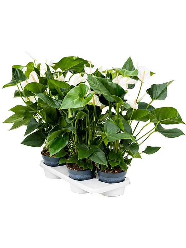 Антуриум Андрея 'Sierra White' 4/tray  H65×W35 D17×14 см 