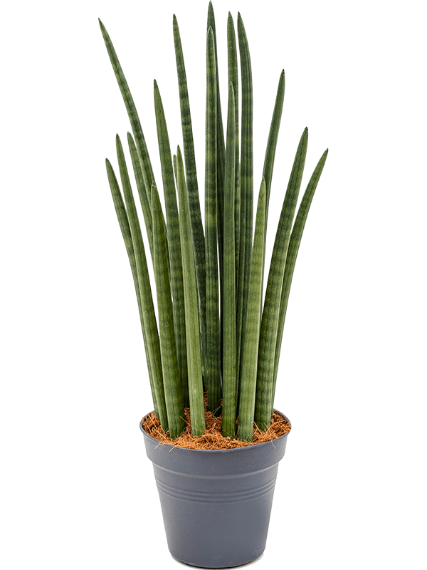 Сансевиерия Cylindrica 'Tower'  H70×W25 D19×18 см 