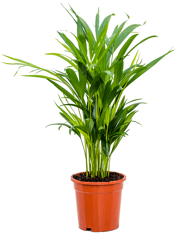 Дипсис Арекa Желтоватый  H60×W35 D17×16 см 