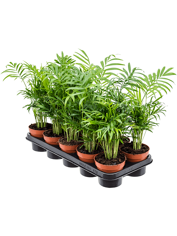 Хамедорея Elegans 10/tray  H45×W20 D12×10 см 