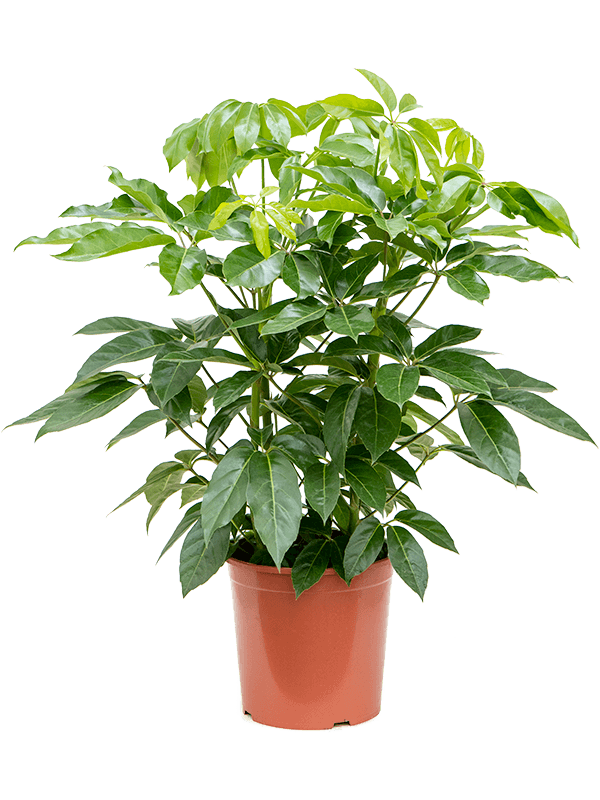 Шеффлера Actinophylla 'Amate'  H130×W80 D30×28 см 