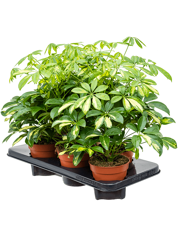 Шеффлера Arboricola 'Gerda' 6/tray  H40×W25 D13×12 см 