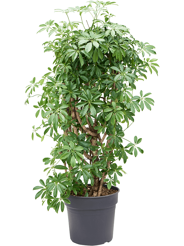 Шеффлера Arboricola 'Compacta'  H140×W60 D34×30 см 