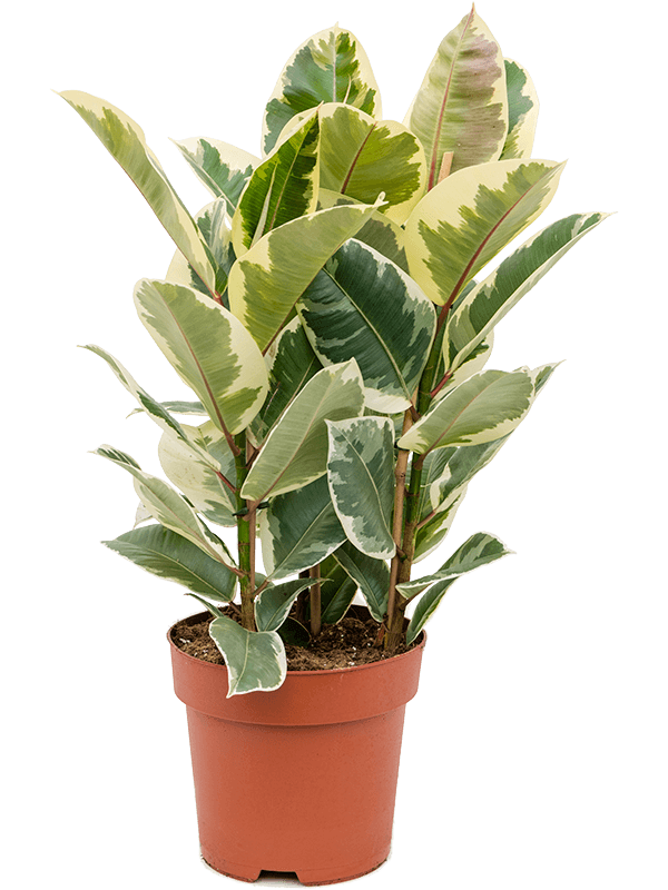 Фикус Elastica 'Tineke'  H90×W45 D24×21 см 